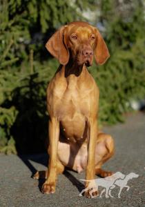Afina (UKU R0076024)