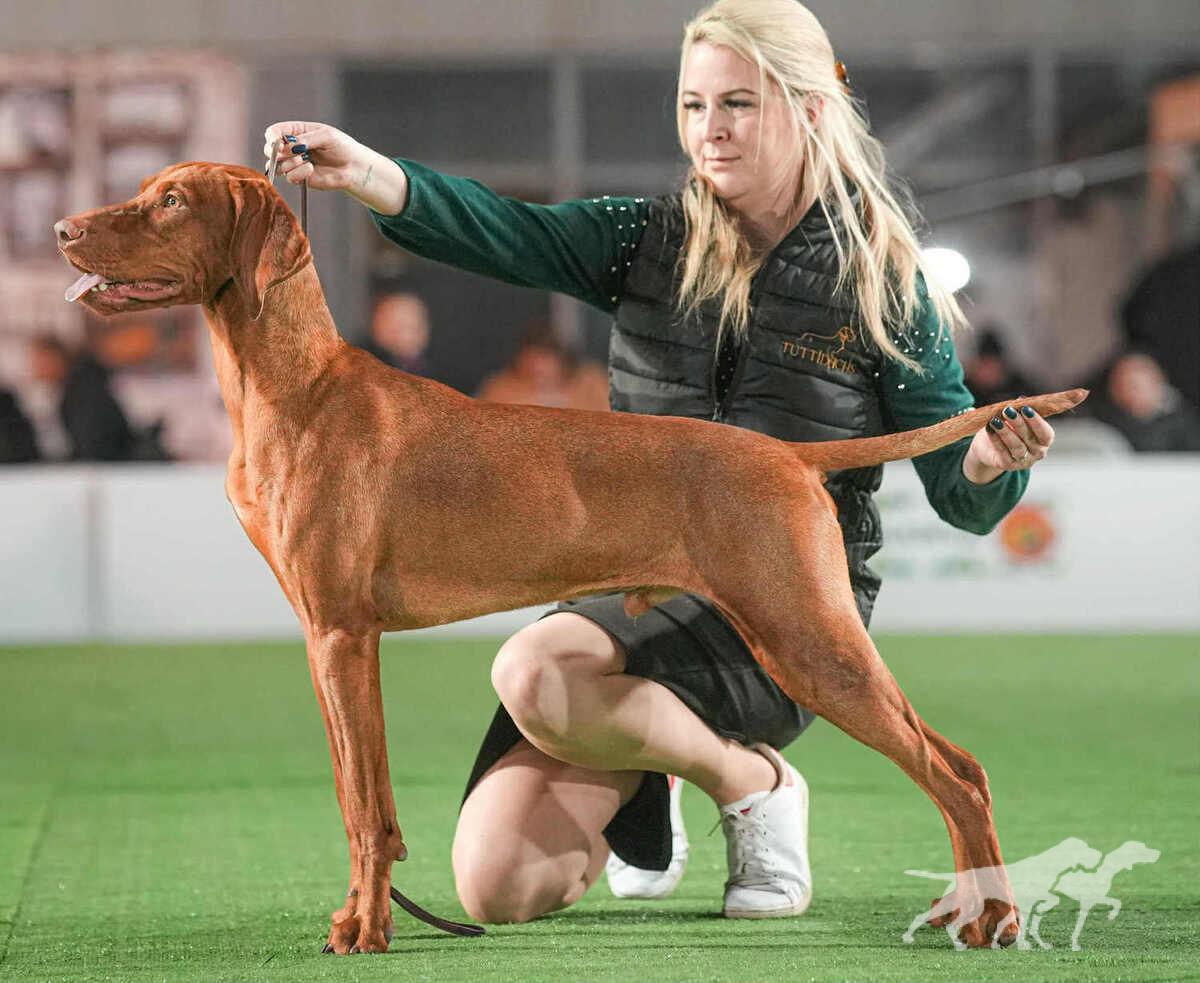 Green Valley Stars Undercover