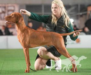 Green Valley Stars Undercover