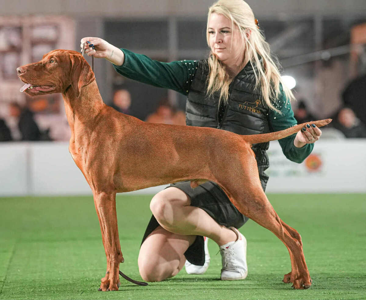Green Valley Stars Undercover
