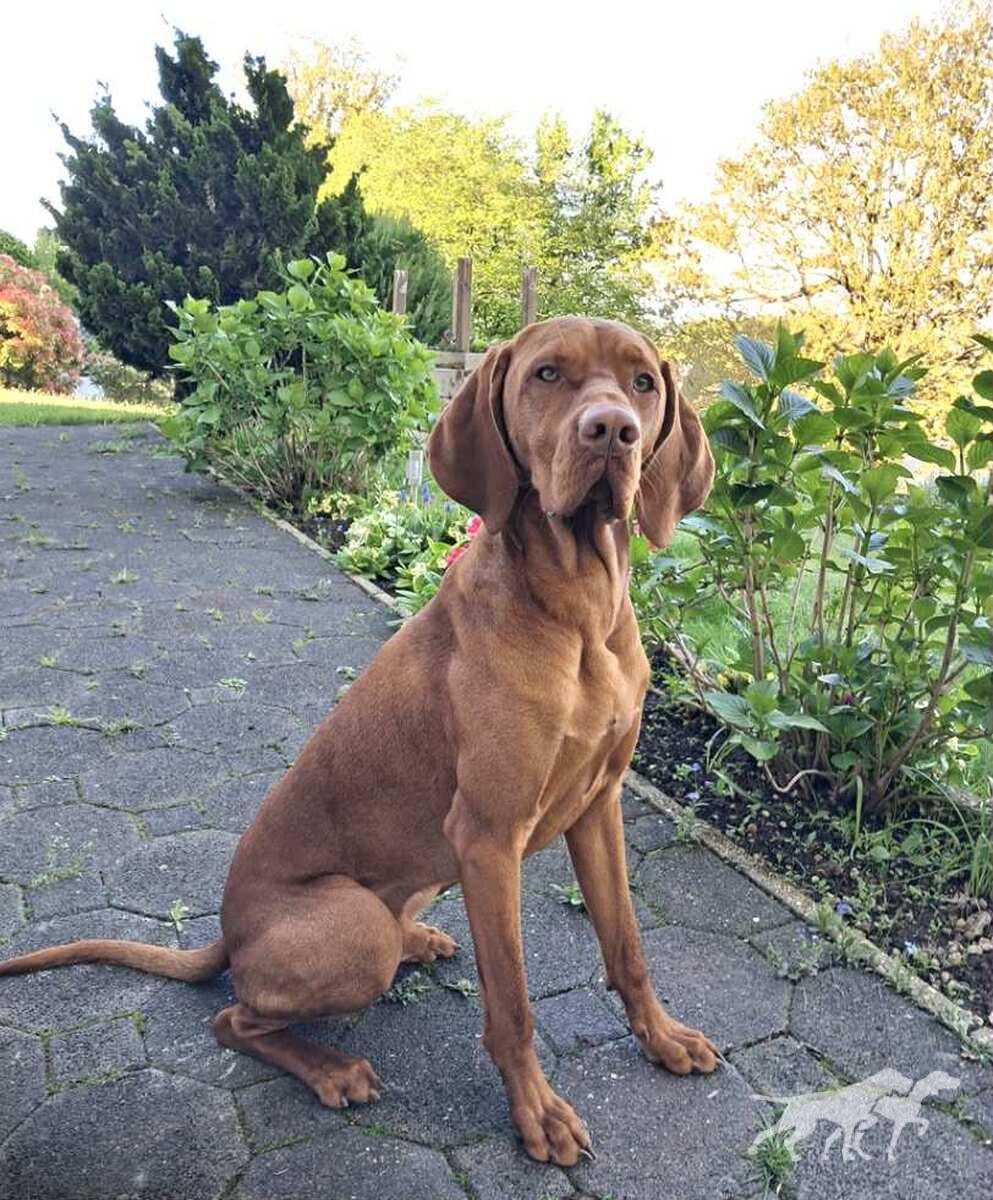 Enzo Rubidus Alba