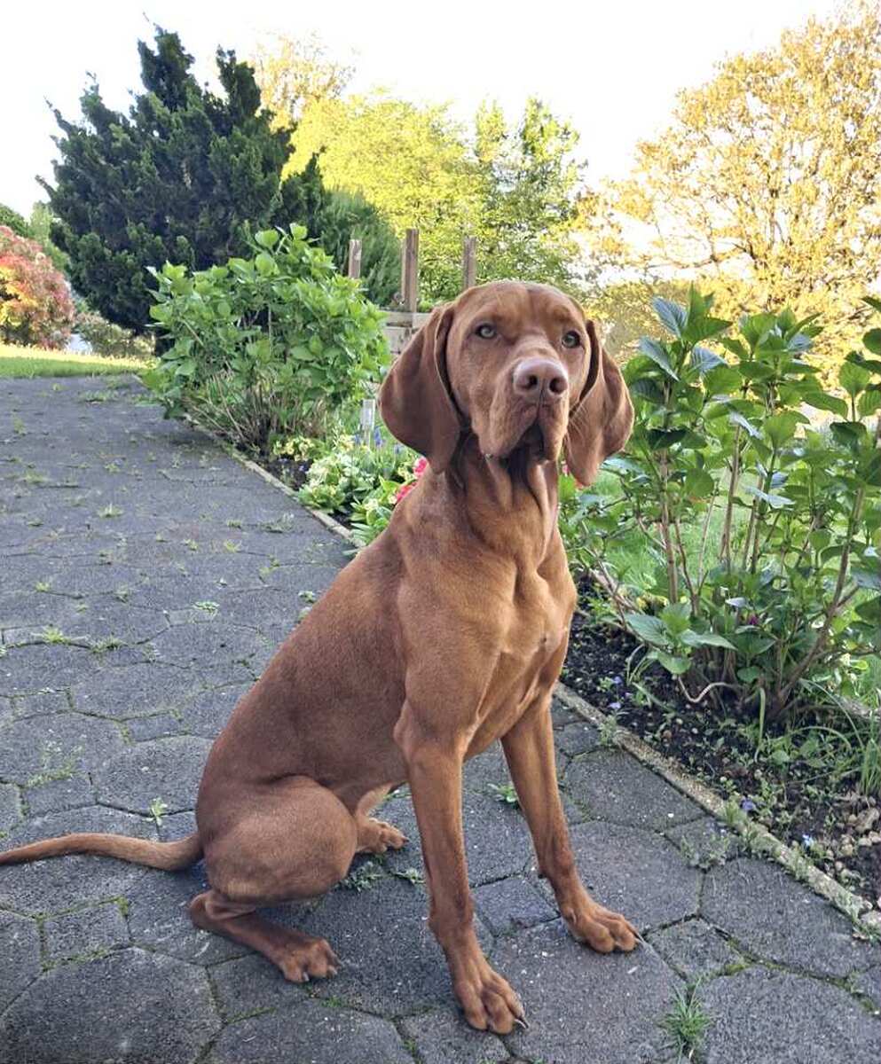 Enzo Rubidus Alba