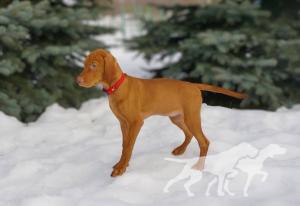Agile Artemis