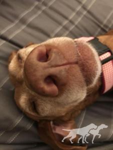 Baci (AKC SR50666305)