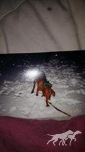 Clifford My Big Red Dog Of Linden