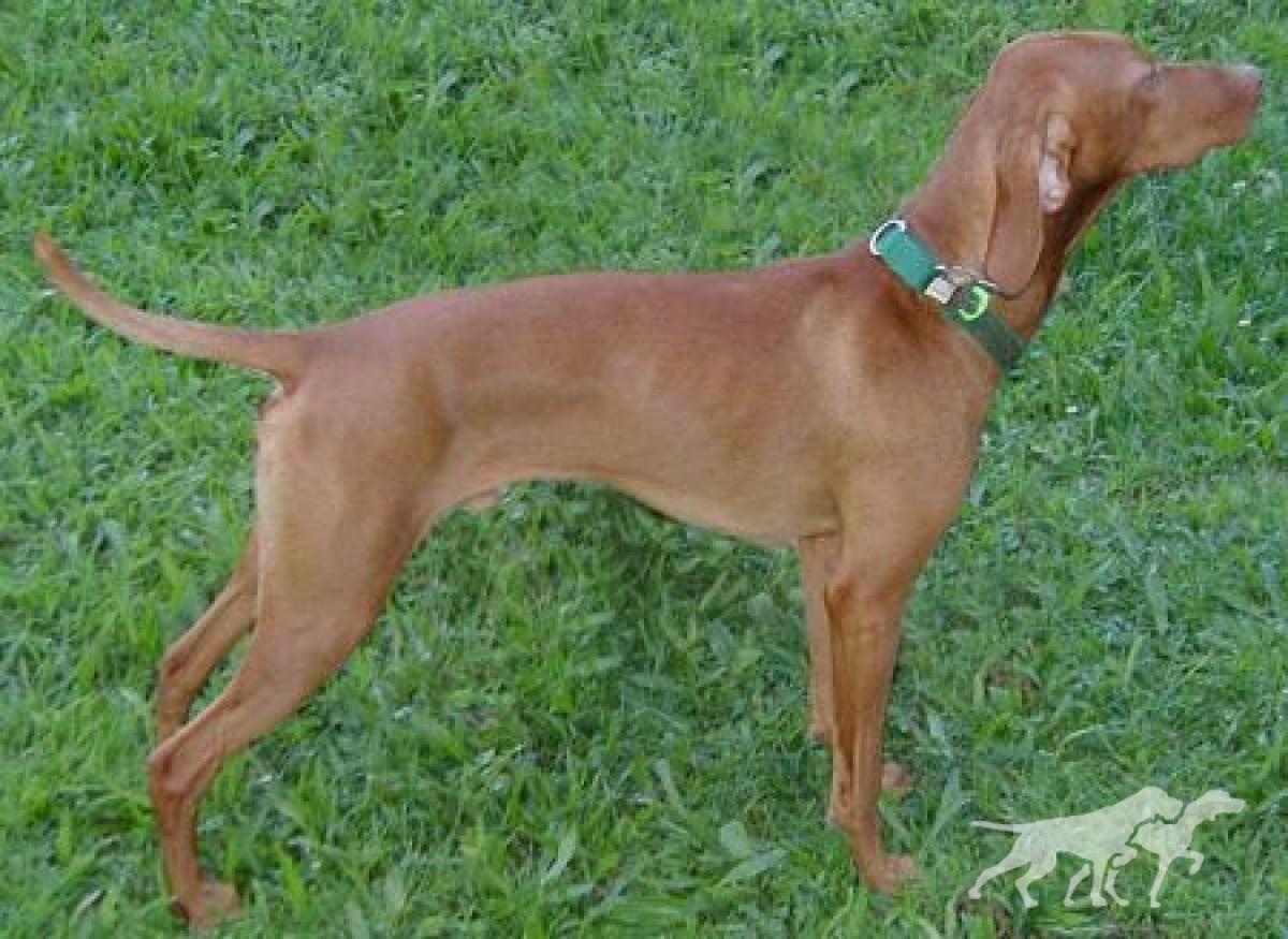 Clifford My Big Red Dog Of Linden