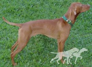 Clifford My Big Red Dog Of Linden