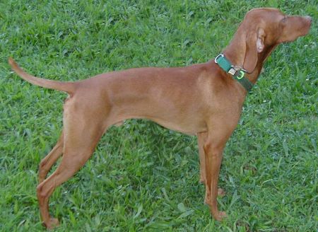 Clifford My Big Red Dog Of Linden