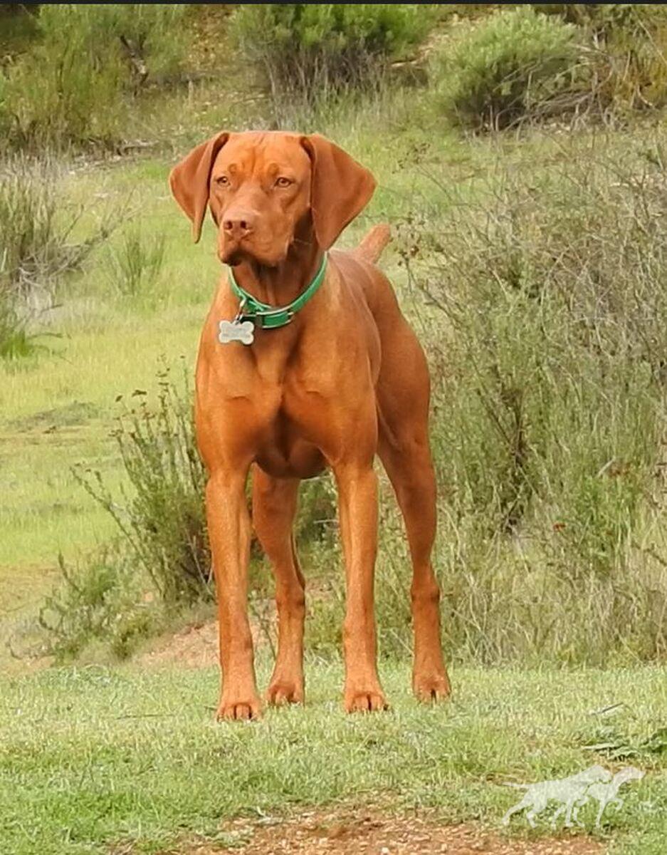 Reddog Ranch Cherokee Whispering Winds