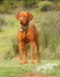 Reddog Ranch Cherokee Whispering Winds
