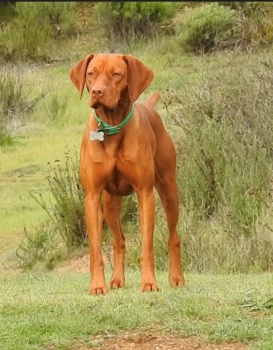Reddog Ranch Cherokee Whispering Winds
