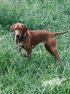 Ruby Reds Rousing Dakota