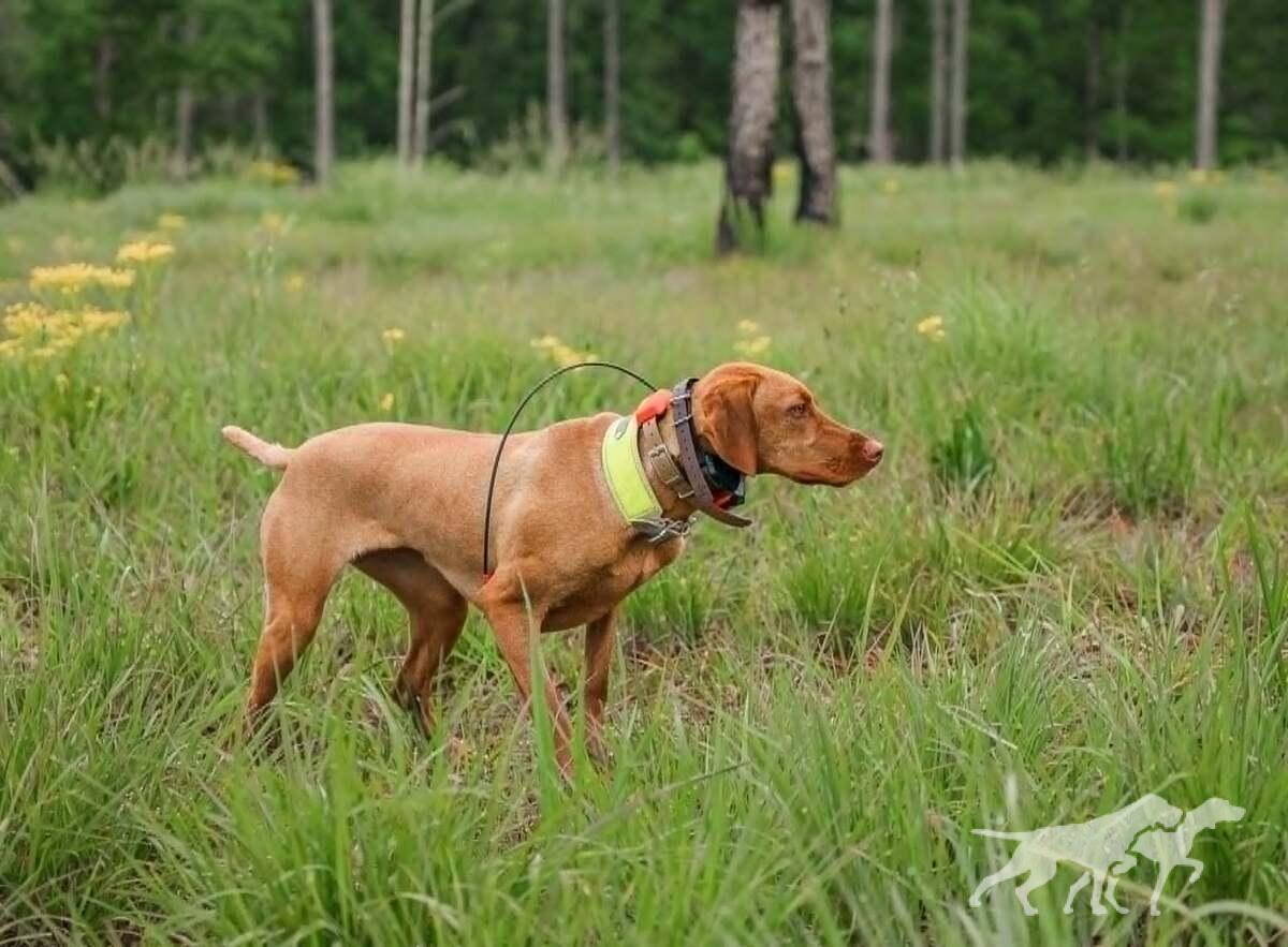 Trailside's Queen Of Ceylon