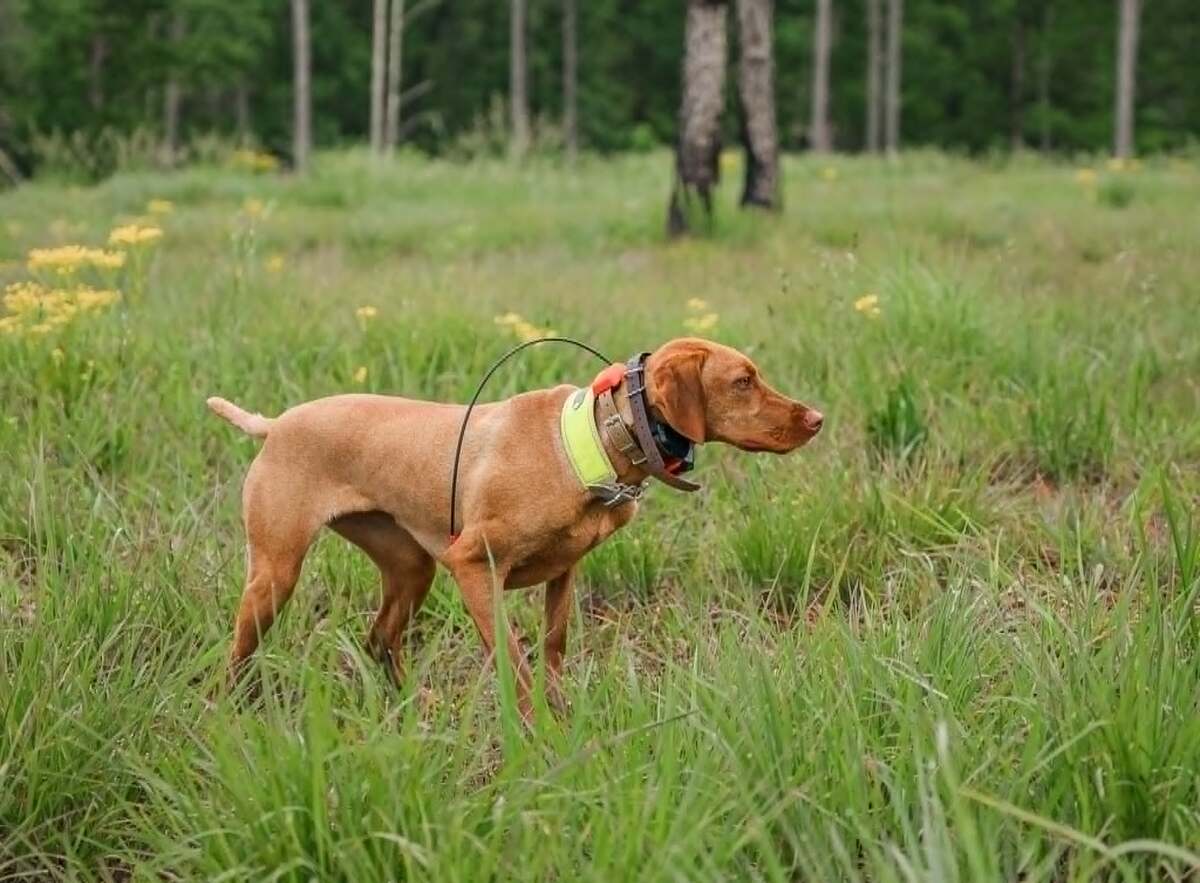 Trailside's Queen Of Ceylon