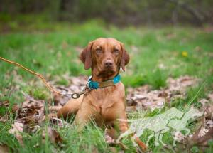 Trailside's Queen Of Ceylon