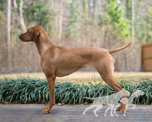 Trailside's Queen Of Ceylon