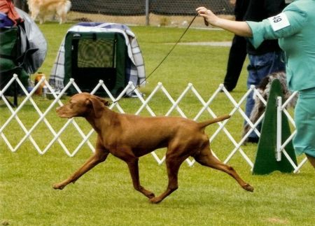 Oakley Orion's Delight