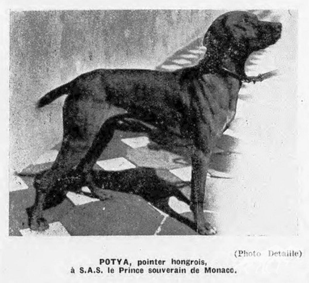 Potya
