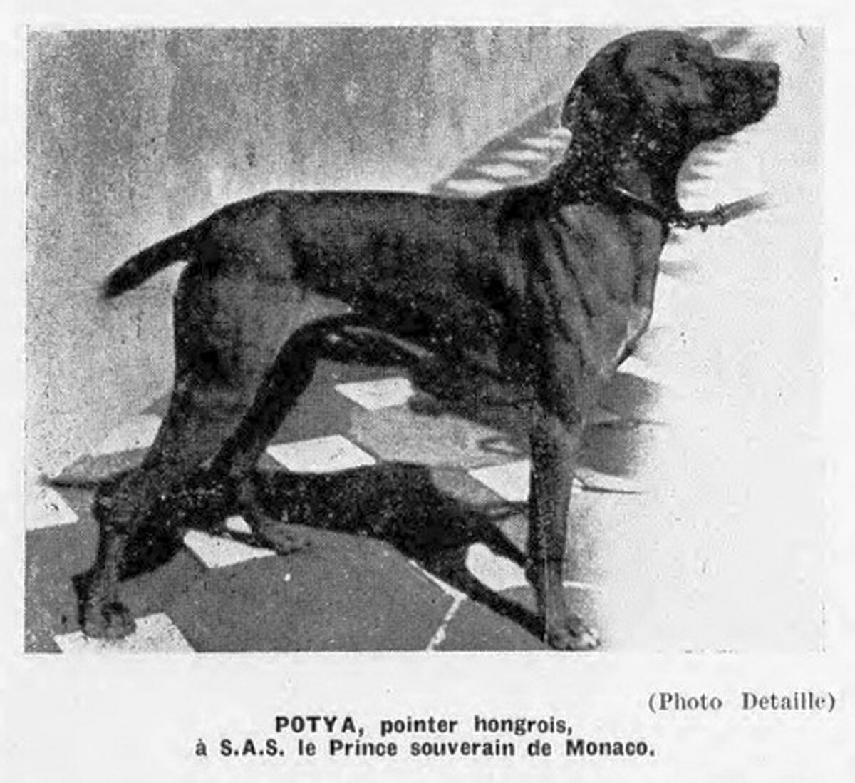 Potya