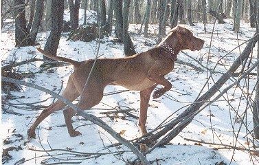Copper Creek Cowboy