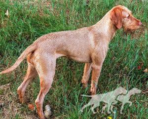 Cassie vom Fossenbarg