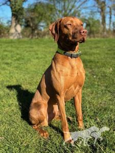 Hunter vom Luheblick