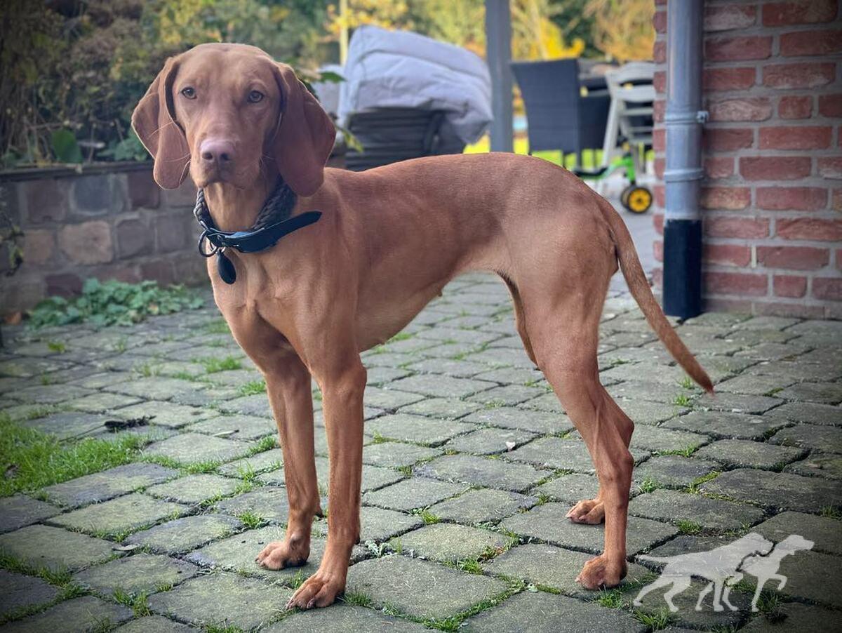 Arany vom Schildfeld