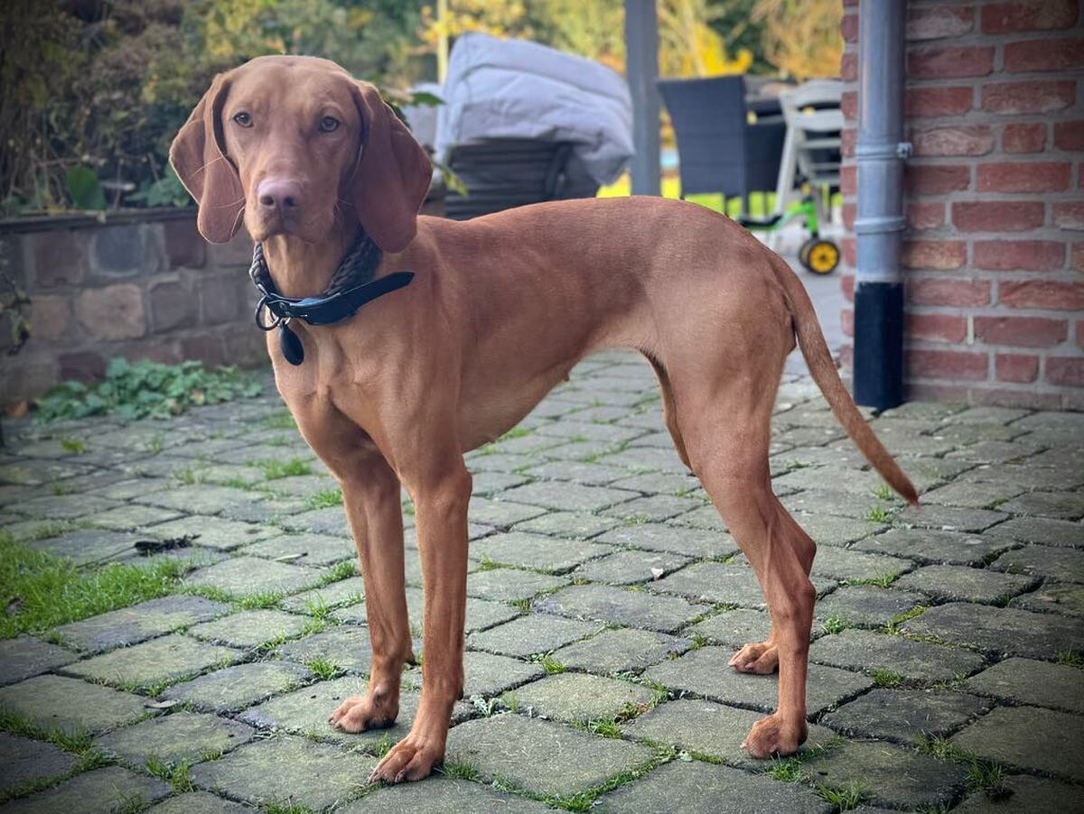 Arany vom Schildfeld