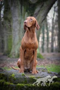 Supreme Storm Magyar Tim