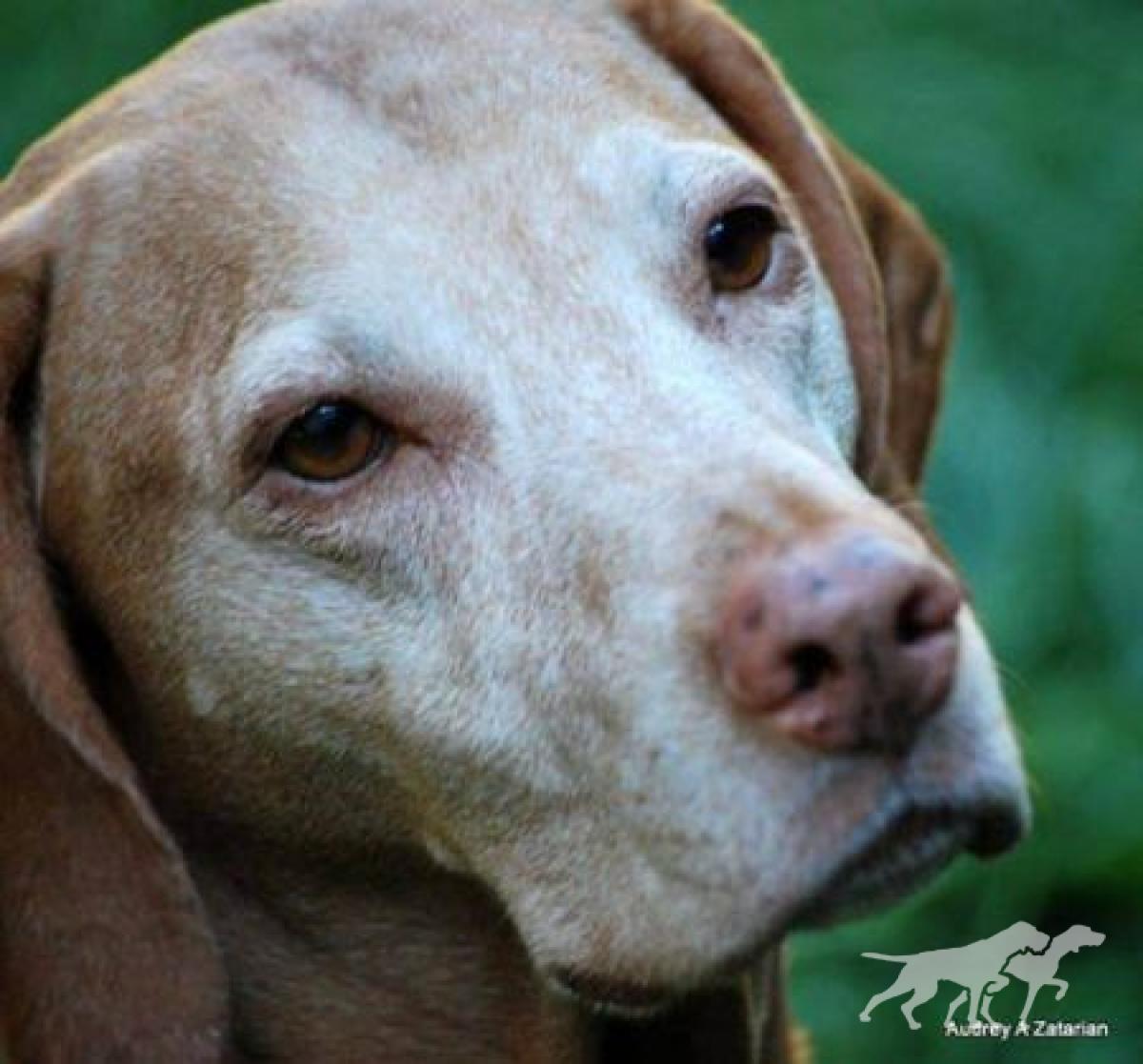 Hannah Of Ash Creek