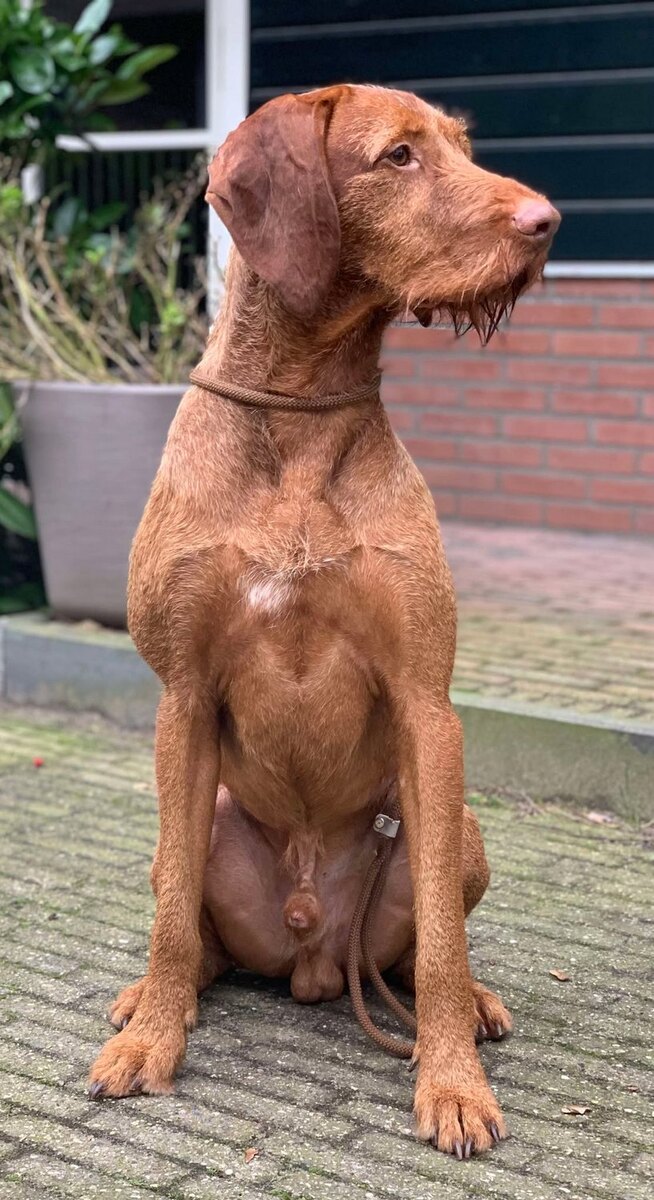 Fynn van Marckelzathe