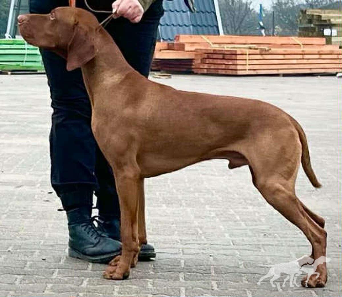 Trap Ruda Szata