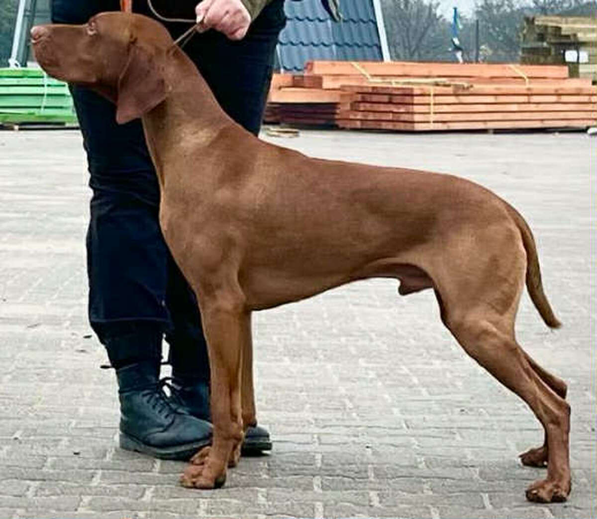 Trap Ruda Szata
