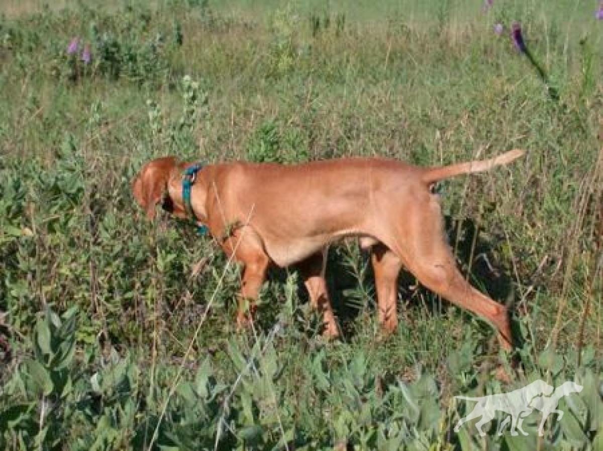 Red Dogwood's Upland Ranger