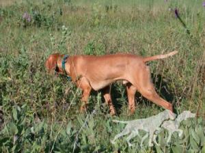 Red Dogwood's Upland Ranger
