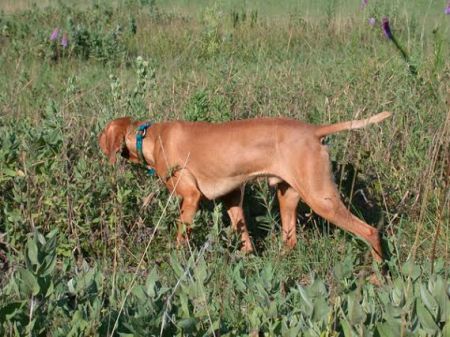 Red Dogwood's Upland Ranger