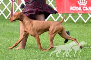 Woodbine N Vortex Finnick Of Archer