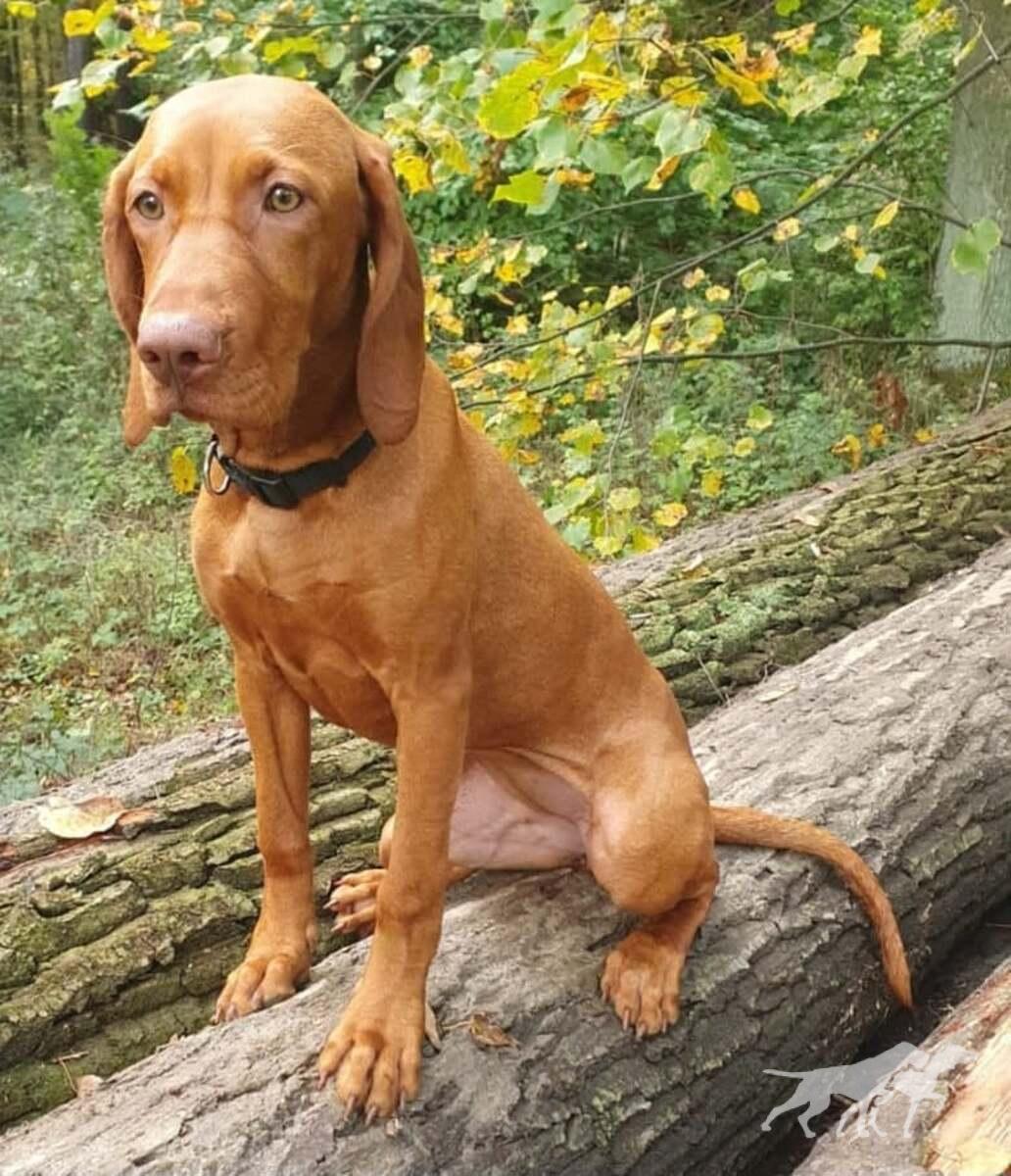 Bessy Ginger Destiny