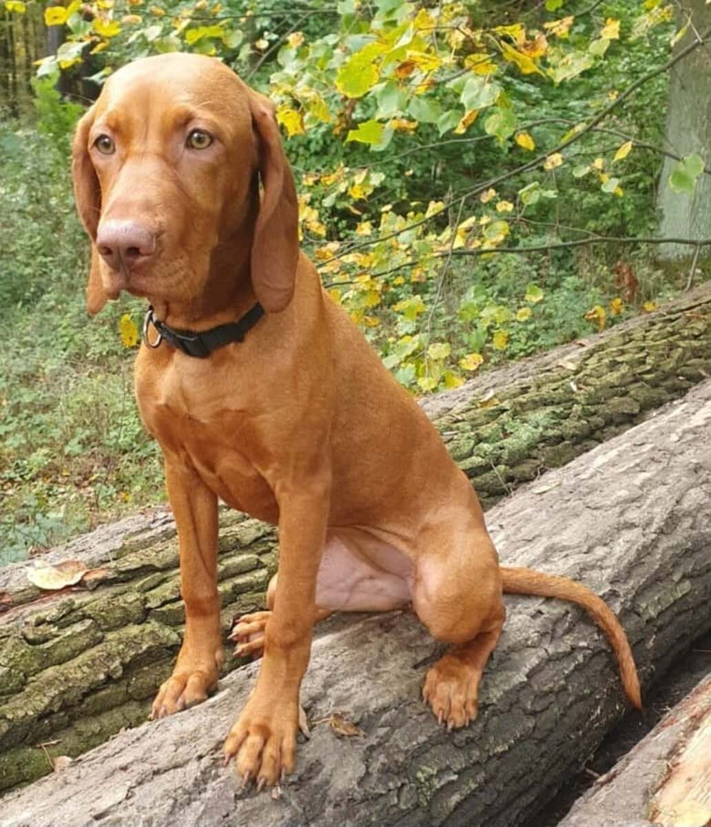 Bessy Ginger Destiny
