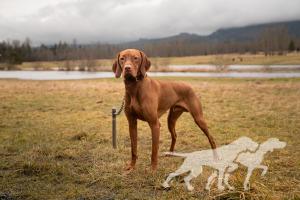 Upcountry's Art Of Deception