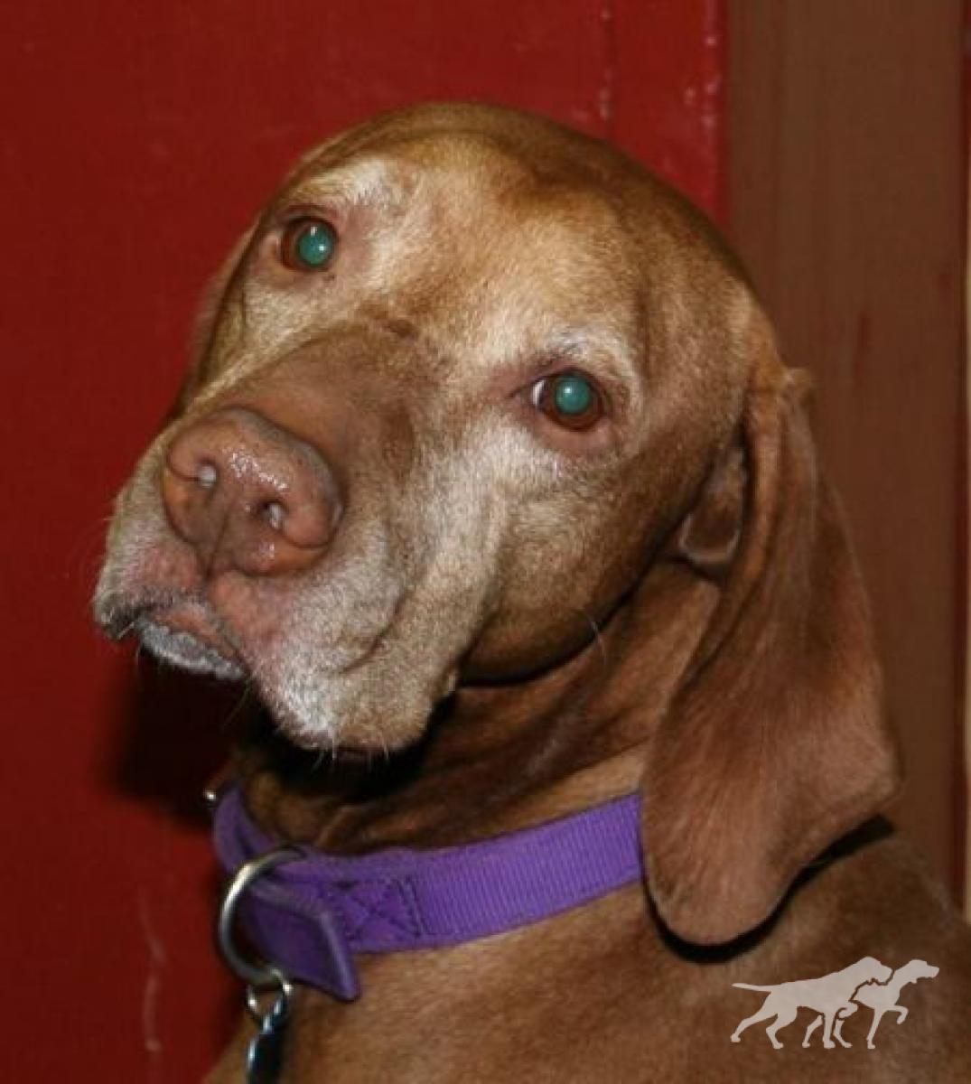 Super Duper Copper Cooper