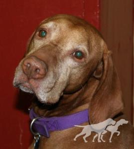 Super Duper Copper Cooper