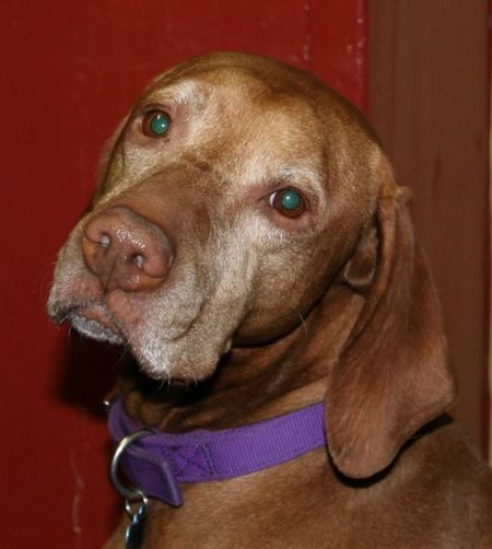 Super Duper Copper Cooper