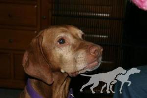 Super Duper Copper Cooper