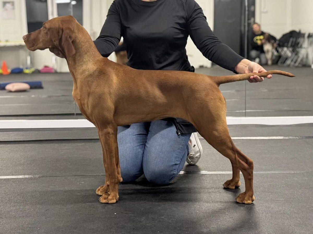 Bella Bianca Magyar Tim