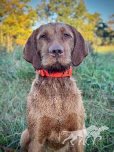 Cave Canis Kincsem Budapest