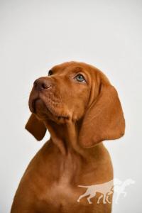 Hazelhunt's Datterino