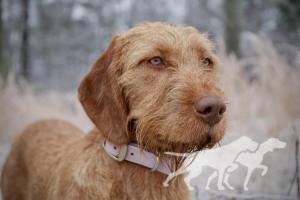 Cave Canis Bodza