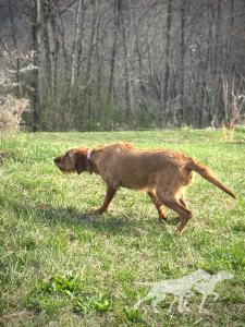 Cave Canis Bodza