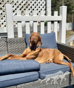 Handsome Hank To The Max